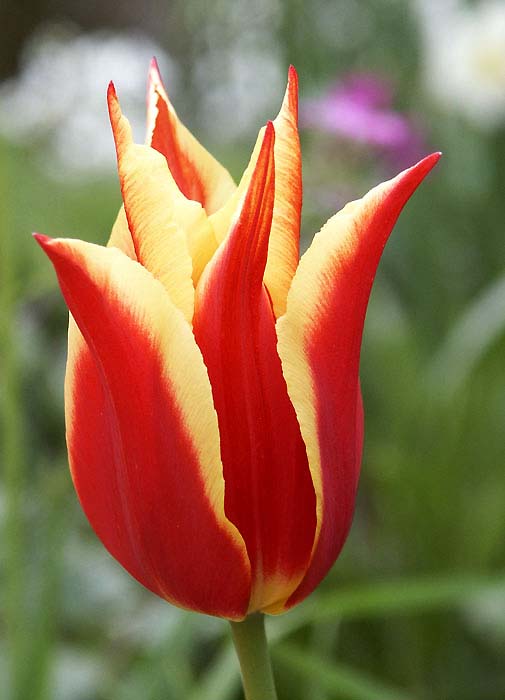 Tulipán